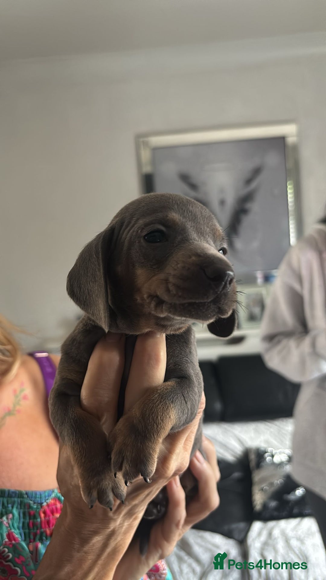 Miniature Dachshund dogs for sale:  Beautiful cute Miniatures dachshund  in Liverpool - Image 33