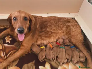 Golden Retriever dogs Dark Golden Retriever Puppies Health-Tested - Advert 16