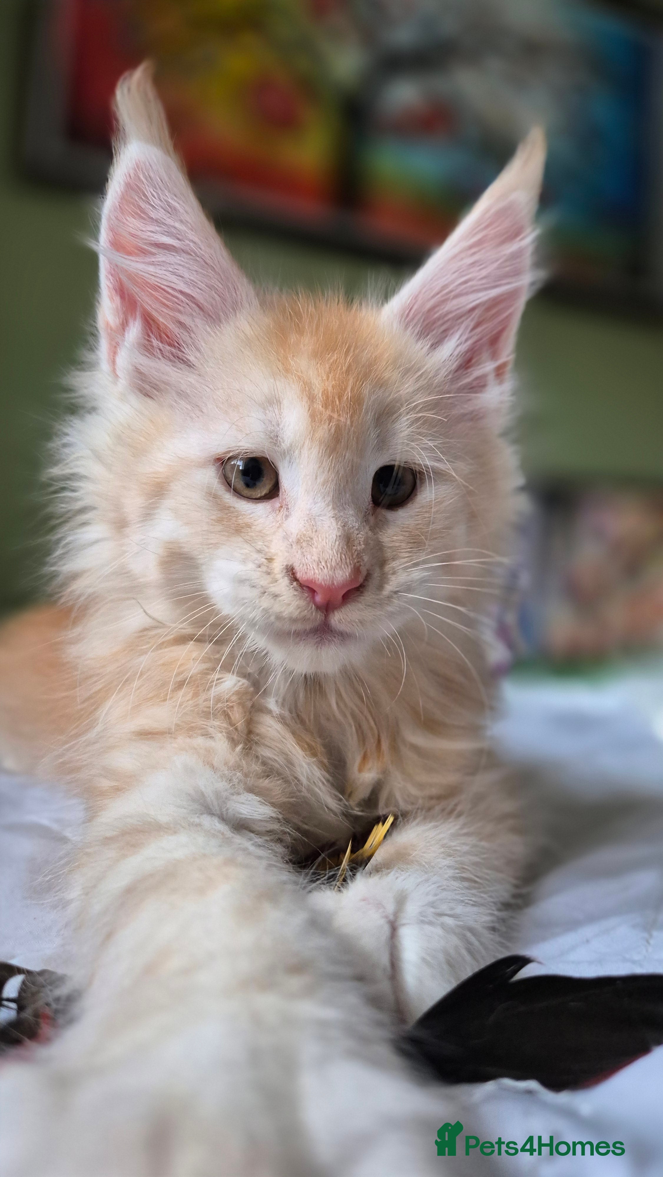 Maine Coon cats Maine Coon Kittens | TICA Parents | Health Tested - Advert 1