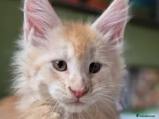 Maine Coon cats Maine Coon Kittens | TICA Parents | Health Tested - Advert 1