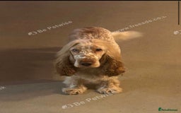 Labradoodle dogs for sale: Health tested Australian Labradoodles - Image 18
