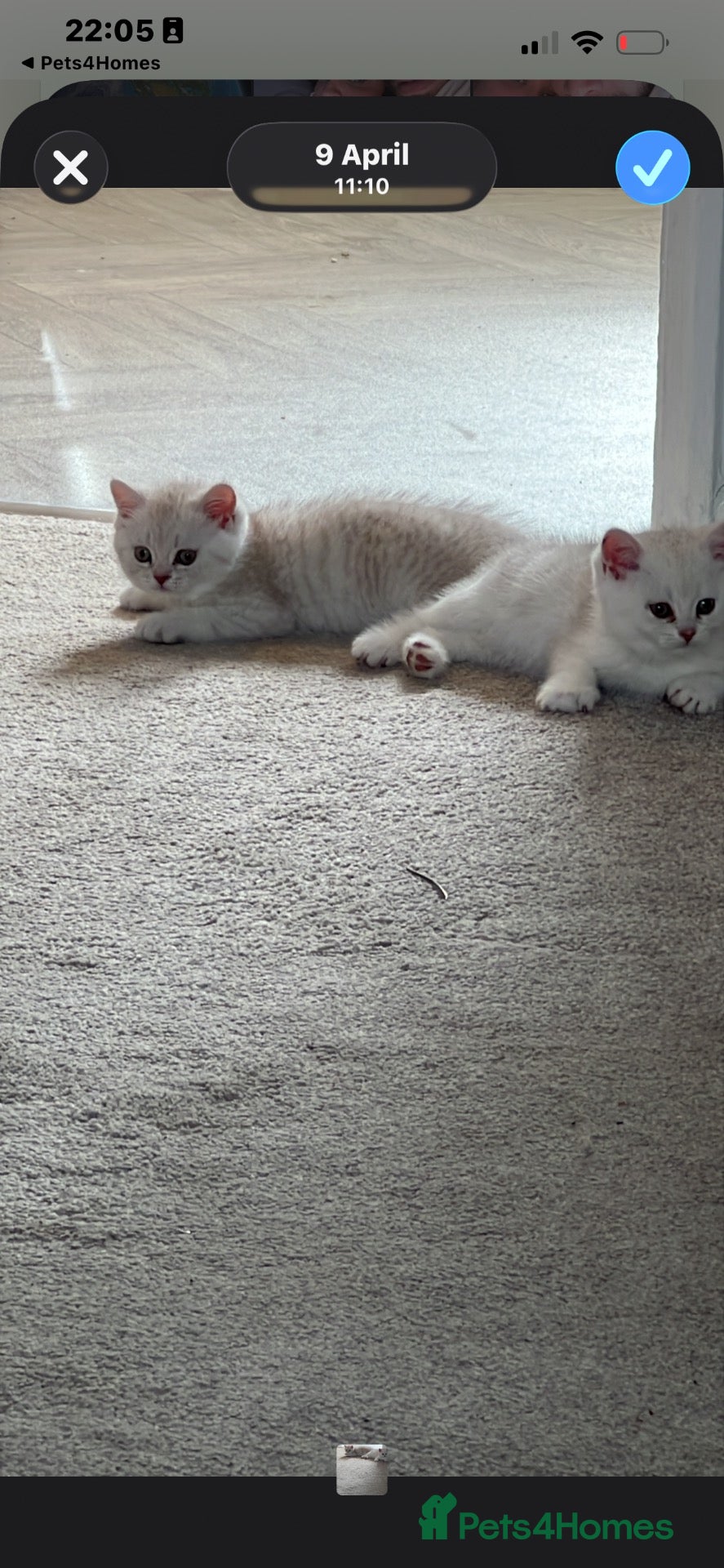 British Shorthair cats Chocolate tip and golden spotty kittens  - Advert 1