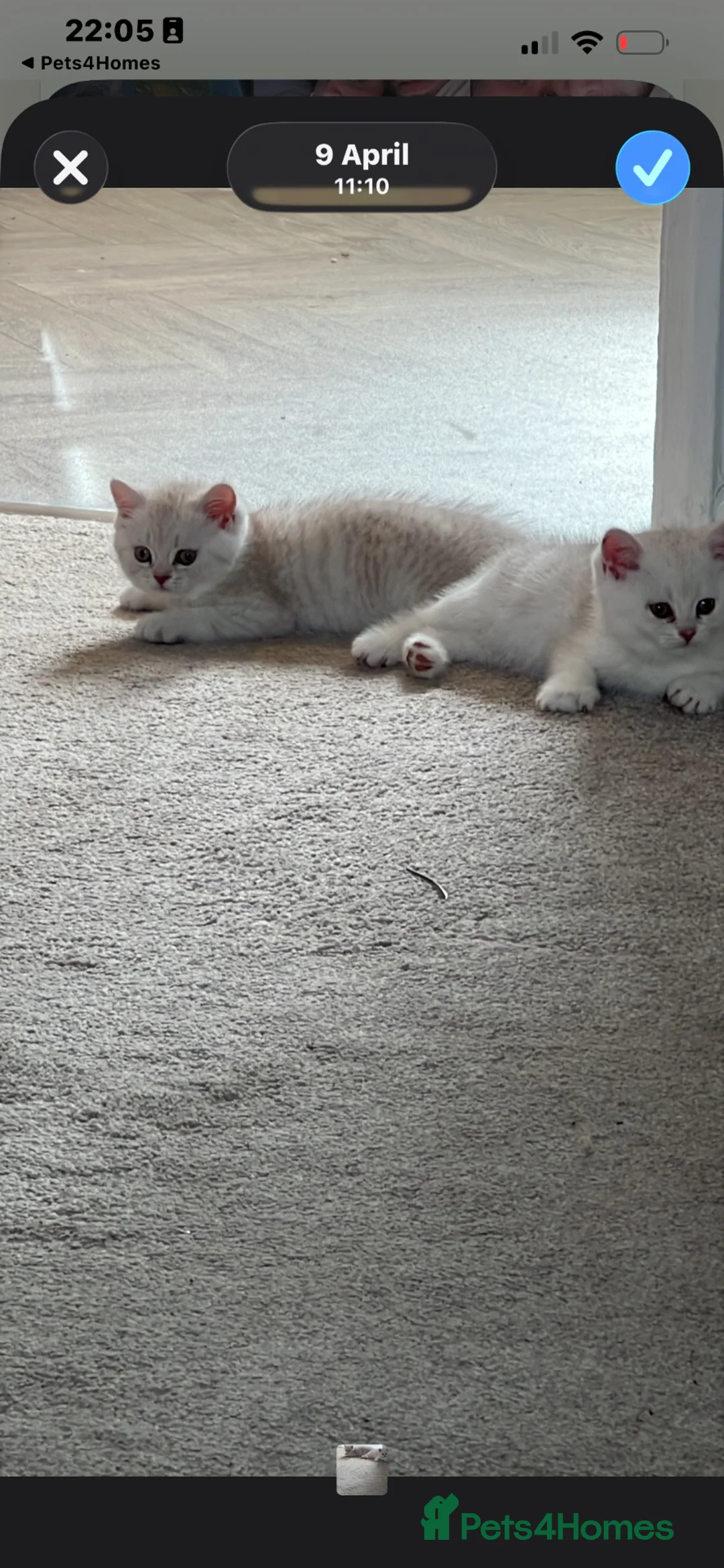 British Shorthair cats for sale: Chocolate tip and golden spotty kittens  - Advert 1