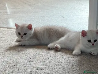 British Shorthair cats Chocolate tip and golden spotty kittens - Advert 1
