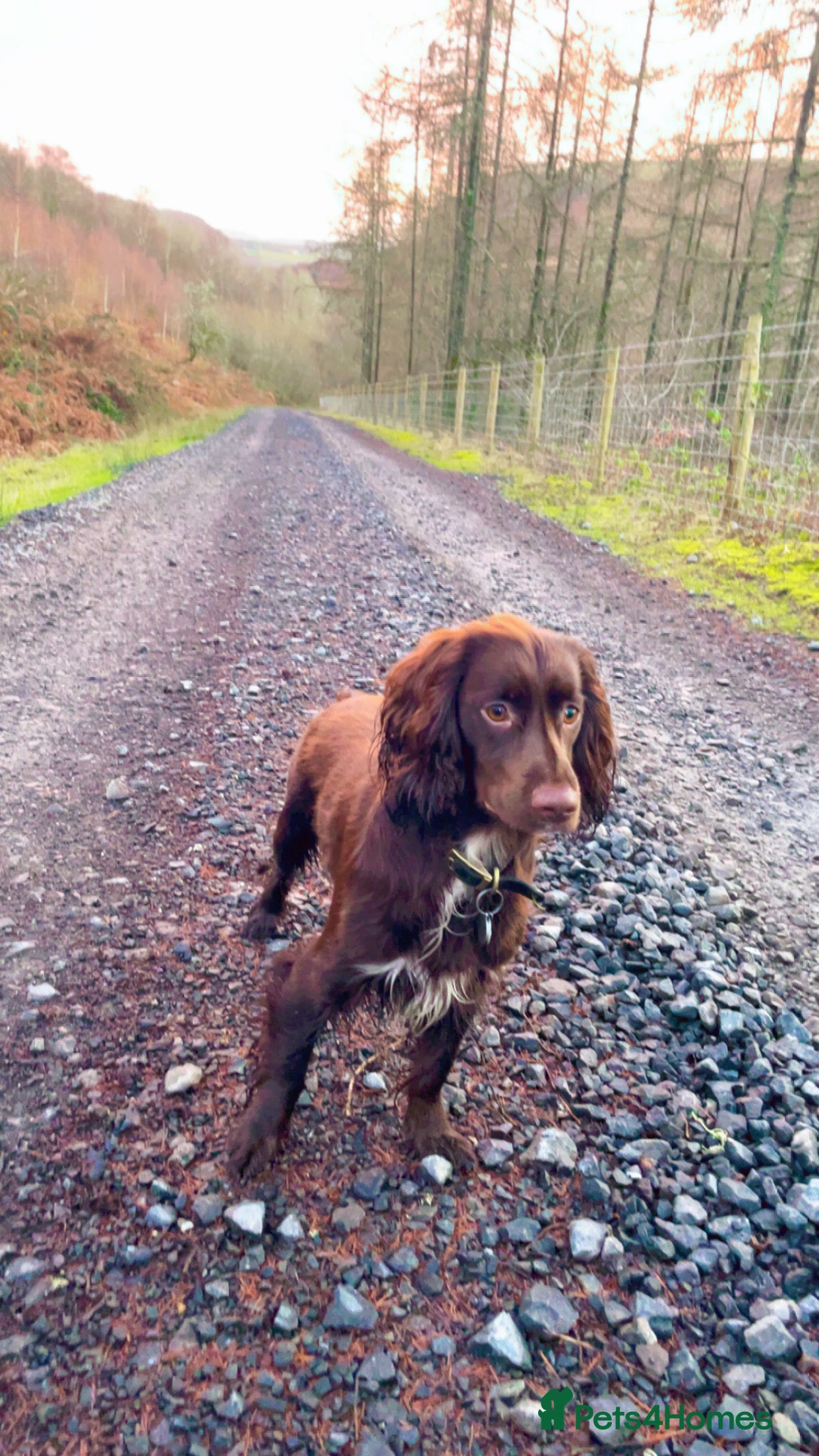 Cocker Spaniel dogs Chocolate working cocker  - Advert 2