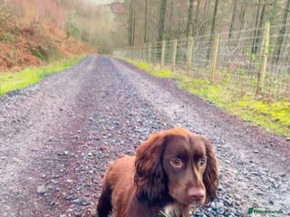 Cocker Spaniel dogs Chocolate working cocker - Advert 2