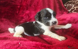 English Springer Spaniel dogs for sale: ⭐️ Ready Stunning KC DNA Vetted, home Ess Pups ⭐️ - Image 30