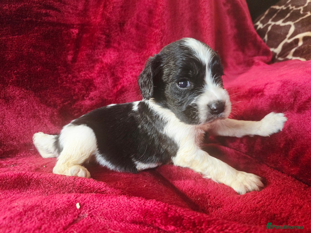 English Springer Spaniel dogs for sale: ⭐️ Ready Stunning KC DNA Vetted, home Ess Pups ⭐️ - Image 30