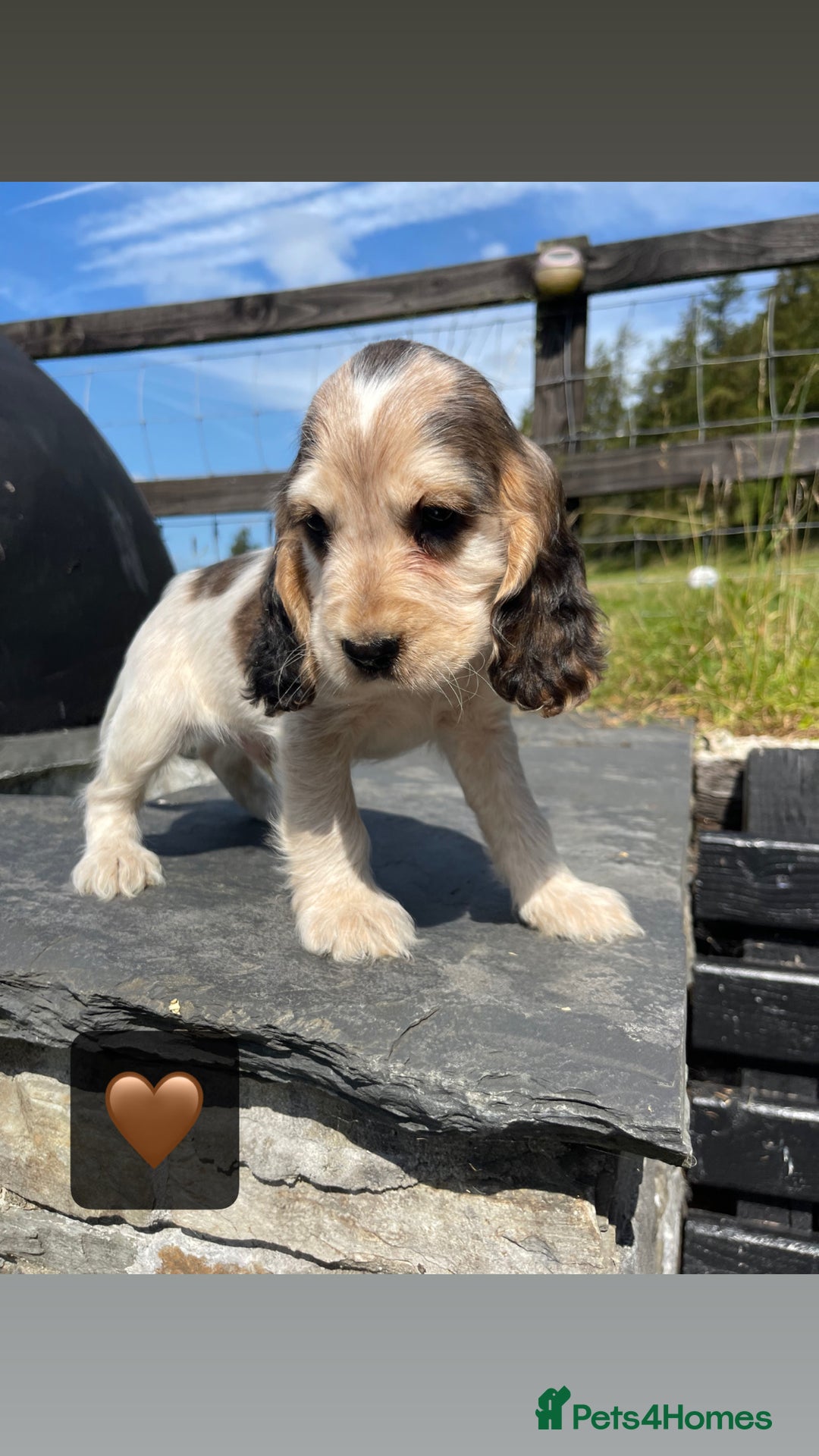 Cocker Spaniel dogs for sale: KC & H/tested Show Cocker Spaniels  - Image 10
