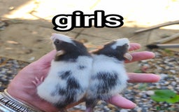 Rat rodents for sale: Male and female Dumbo rats - Image 7