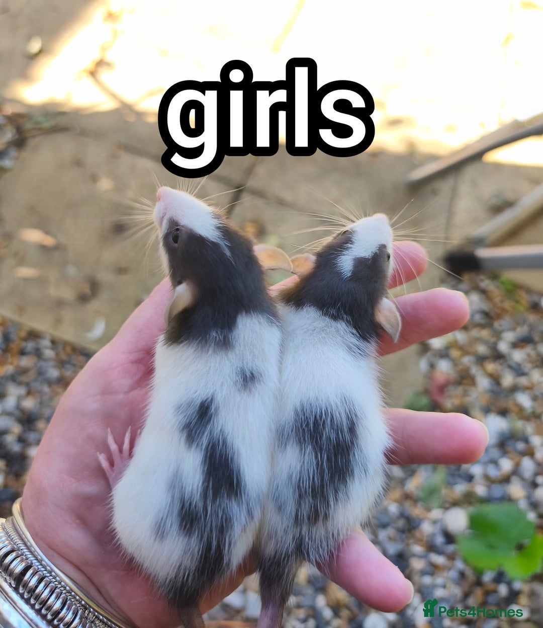 Rat rodents for sale: Male and female Dumbo rats - Image 7