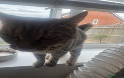 Domestic Shorthair cats for sale: Rehoming!! - Image 2