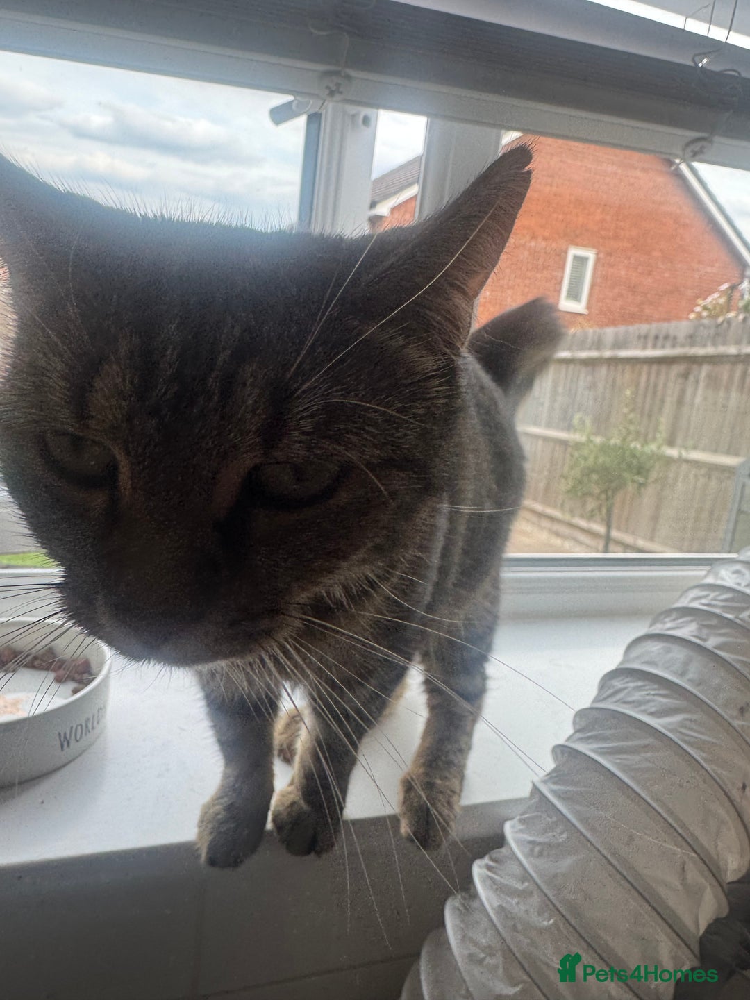 Domestic Shorthair cats for sale: Rehoming!! - Image 2