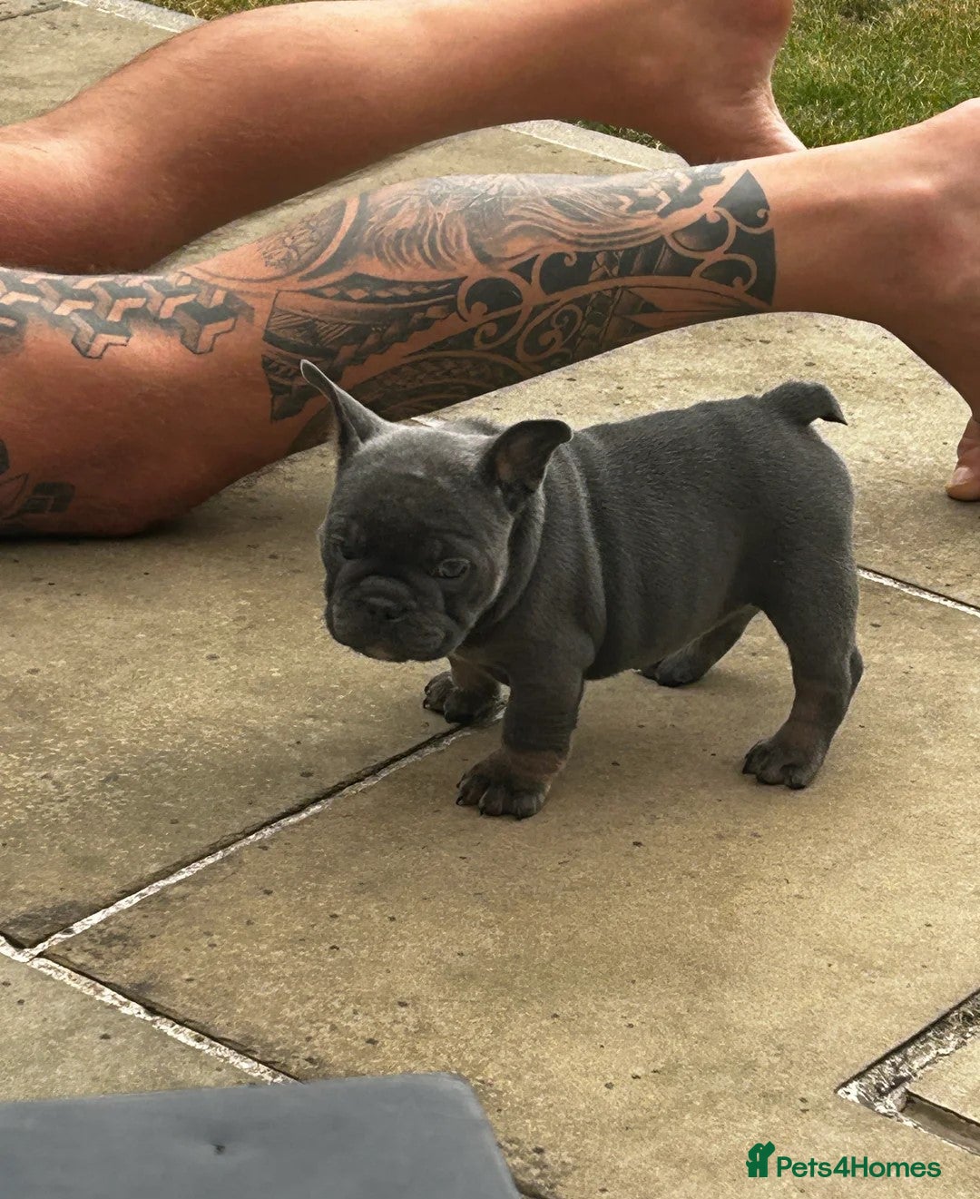 Mixed Breed dogs for sale: Stunning F1 (French x British Bulldog) Puppies - Advert 5