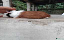 Guinea Pig rodents for sale: Tort and White Baby Boars. - Image 4