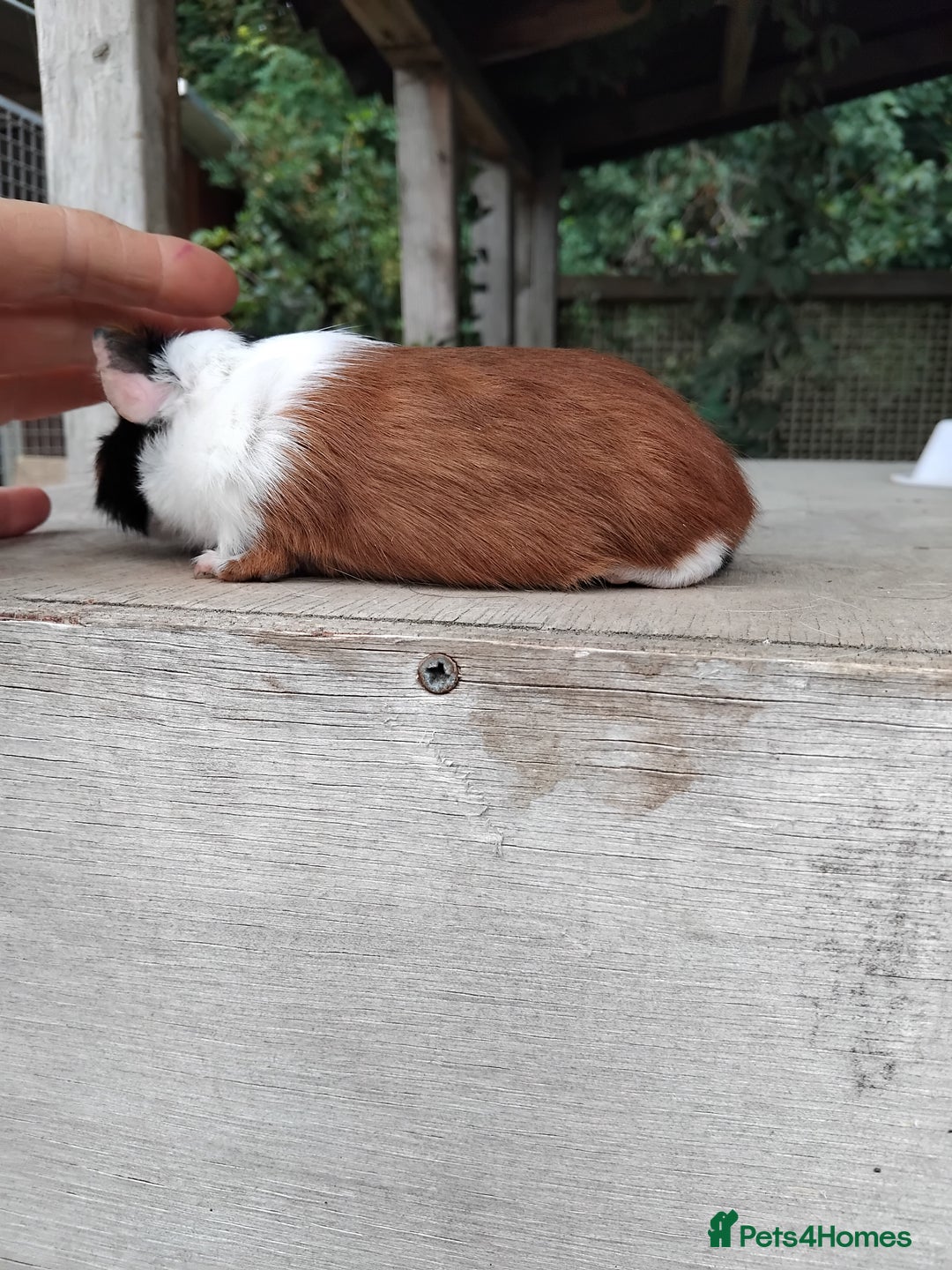 Guinea Pig rodents for sale: Tort and White Baby Boars. - Image 4