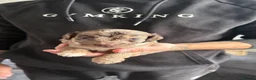 Cockapoo dogs for sale: 6 beautiful cockapoos for sale - Advert 10