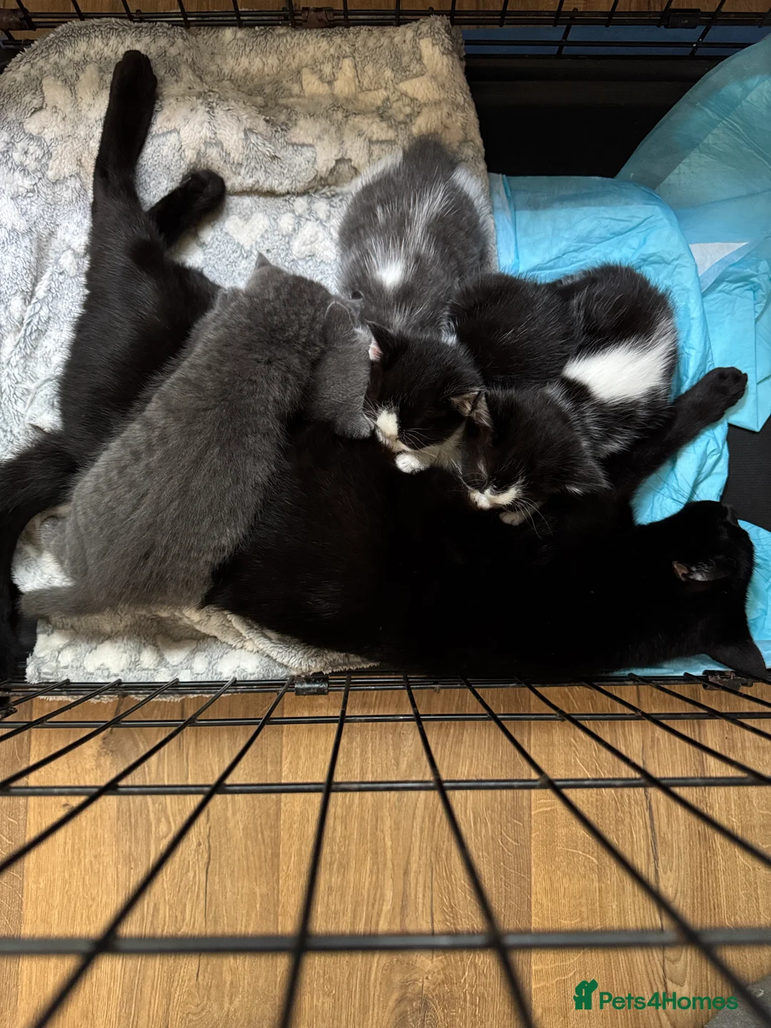 Bombay cats for sale: Little furies are looking for forever homes  - Advert 2