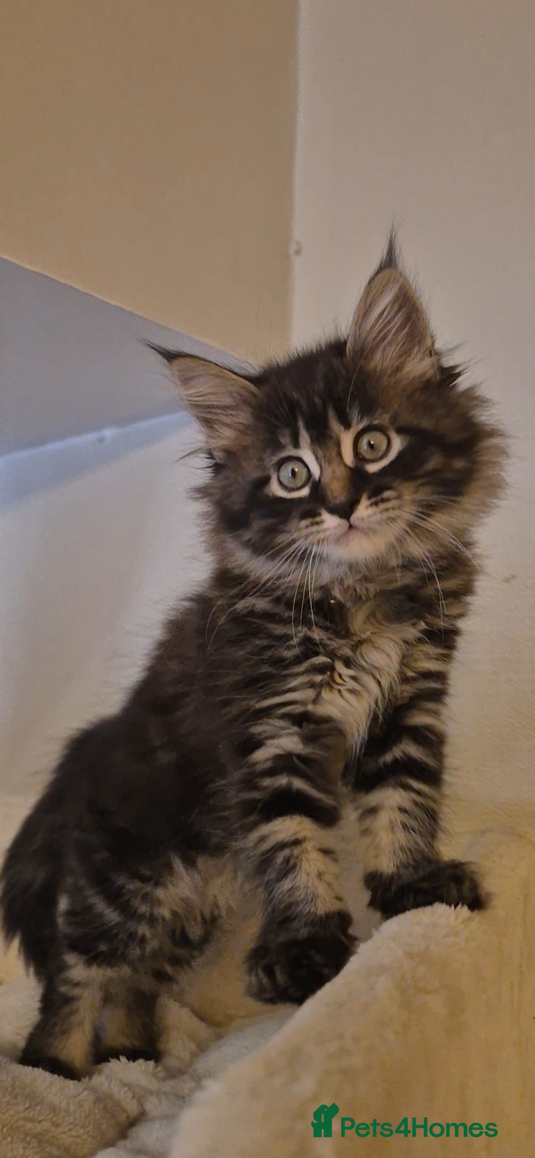 Maine Coon cats for sale: Friendly Maine coone mix baby's ready to go  - Advert 21