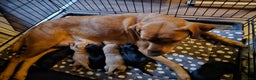 Labrador Retriever dogs for sale: One black boy looking for his forever family - Advert 9