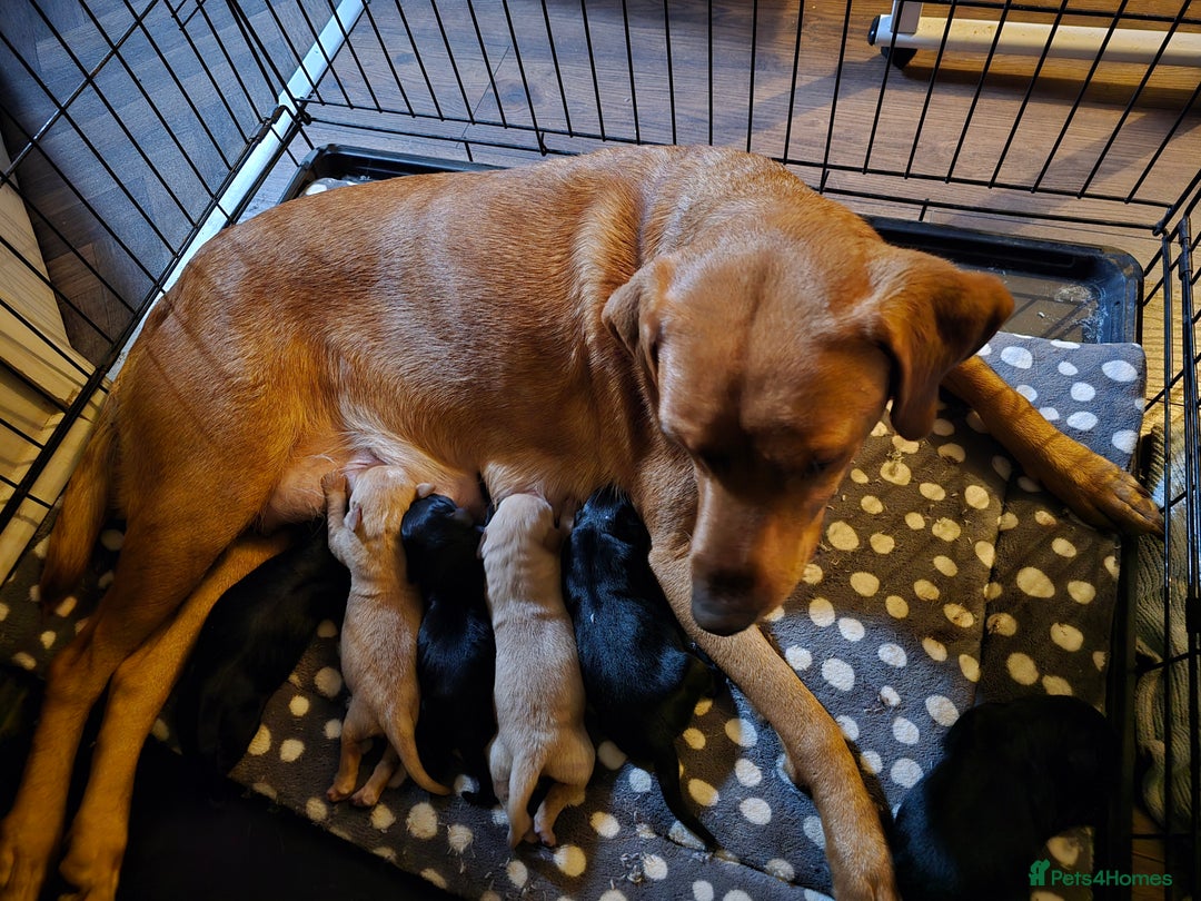 Labrador Retriever dogs for sale: One black boy looking for his forever family - Advert 9