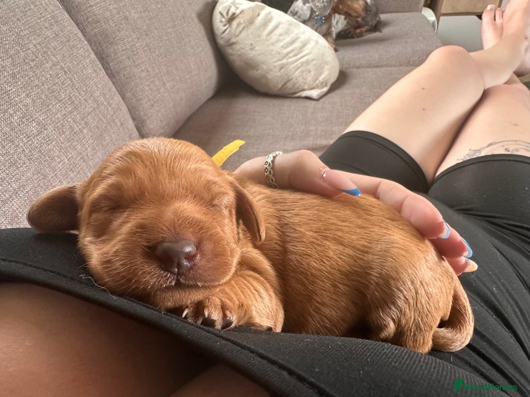 Labradoodle dogs for sale: Red & Apricot F1 Miniature Labradoodle Puppies - Image 10