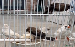 Mixed Breed birds for sale: All types Bird Avery clearance.  - Image 2