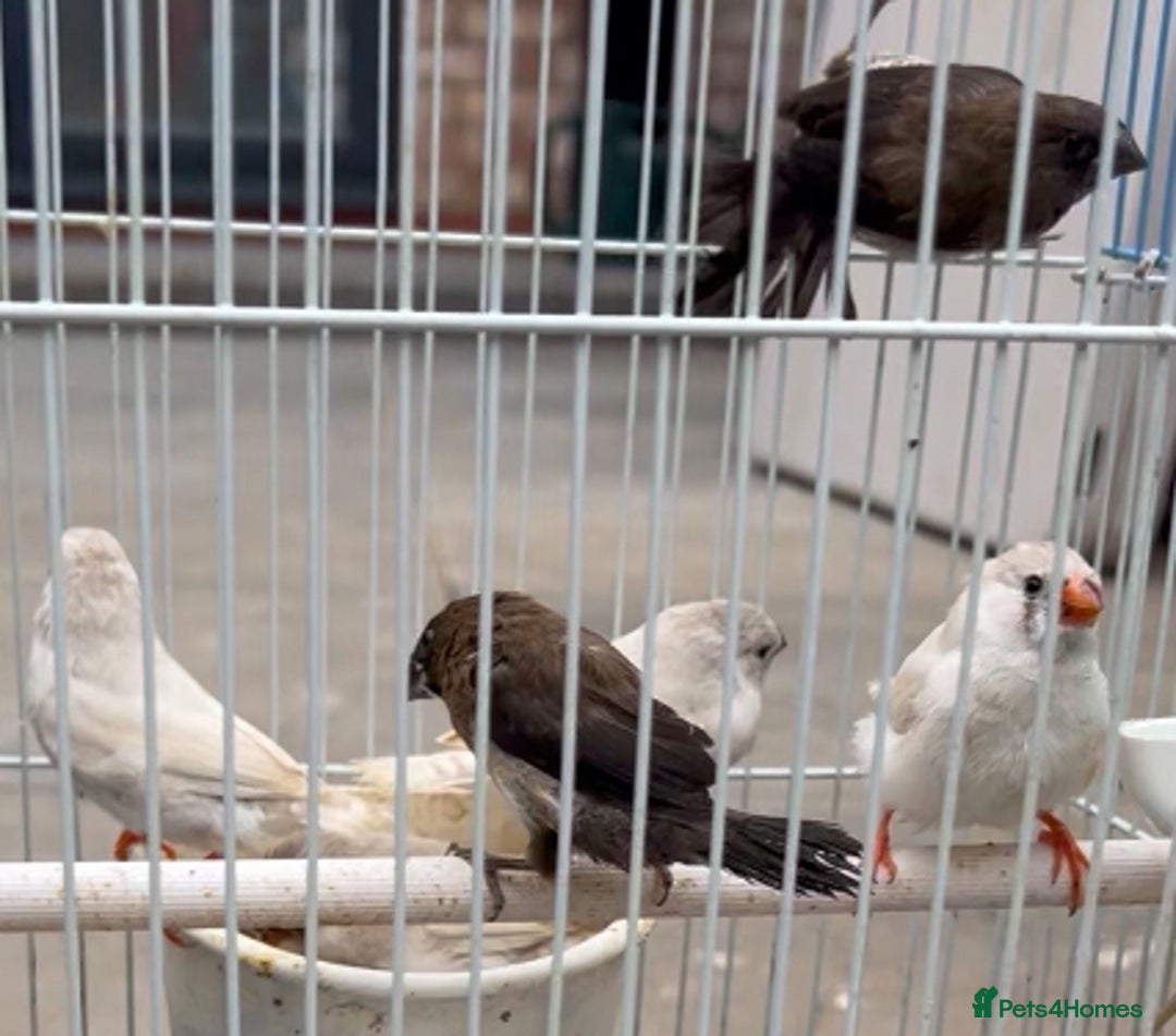Mixed Breed birds for sale: All types Bird Avery clearance.  - Image 2