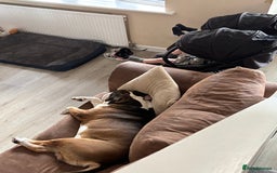 American Bulldog dogs for sale: american bulldog  - Image 8