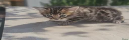 Bengal cats for sale: Exceptional rare cashmere bengal boys - Advert 11