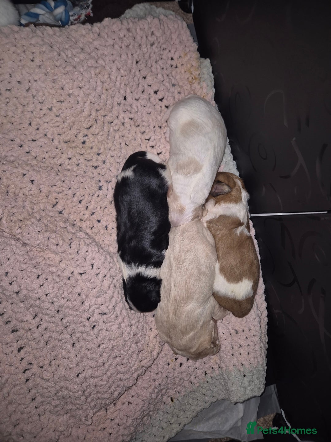 Zuchon dogs for sale: Shichon/Zuchon Teddy bear puppies available  - Advert 2