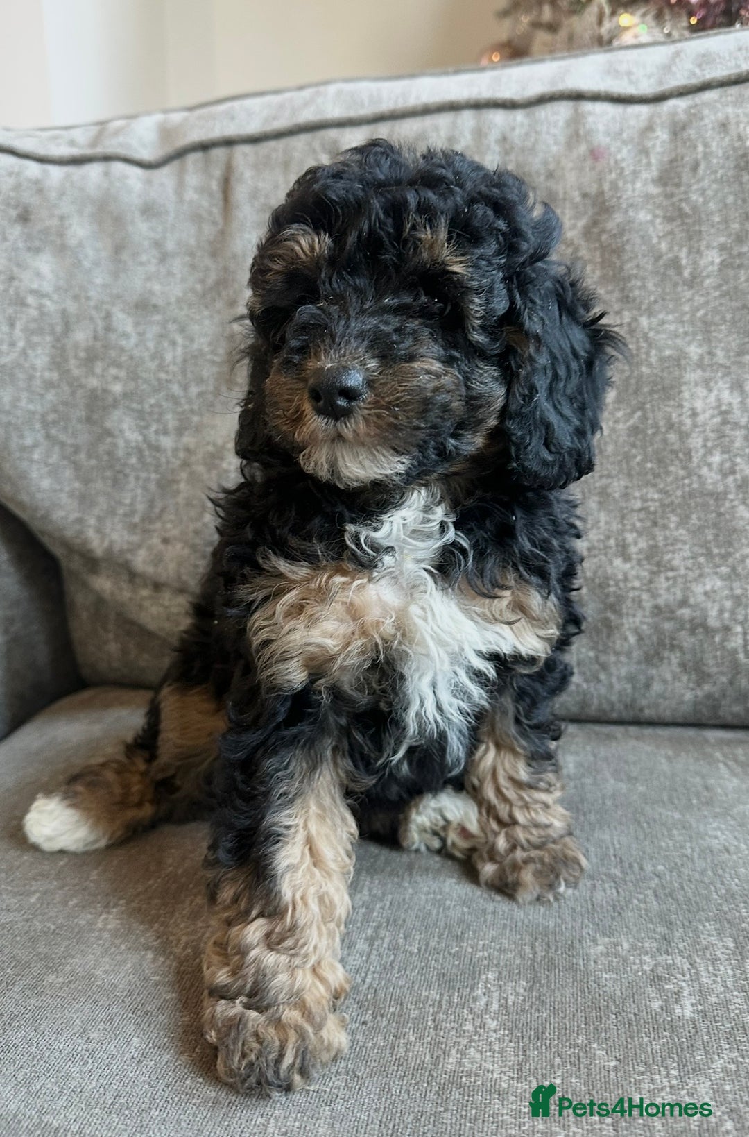 Cavapoo dogs for sale: Beautiful Cavapoos’s  - Advert 7