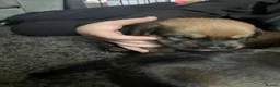 Mixed Breed dogs for sale: Rottweiler hybrid pup in Oldham - Advert 6