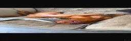 Dogue De Bordeaux dogs for sale: 2 Year Old DogueDeBordeaux  in Prescot - Advert 3