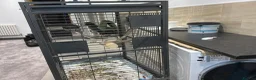 Parrots birds for sale: Talking African grey parrot cage included  in Keighley - Advert 3
