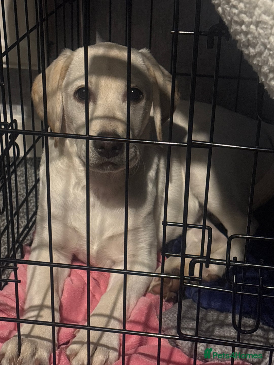 Labrador Retriever dogs for sale: Labrador Retriever - Bella  - Advert 4