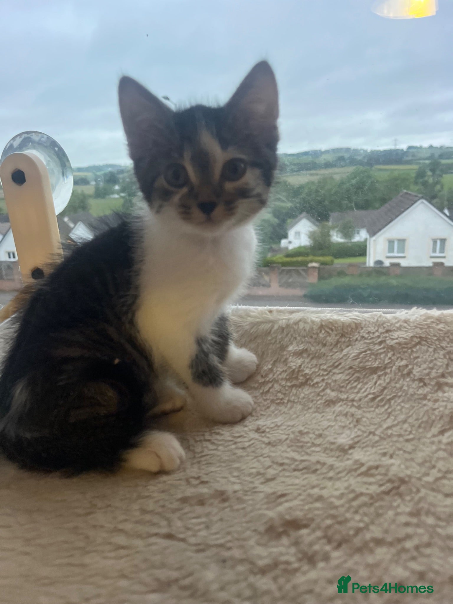 Mixed Breed cats Beautiful kittens looking for their forever homes - Advert 1