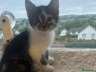 Mixed Breed cats Beautiful kittens looking for their forever homes - Advert 1