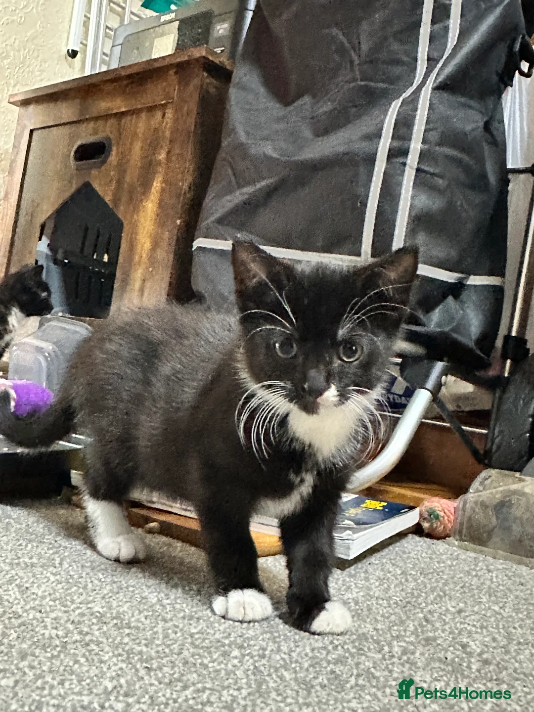 British Shorthair cats for sale: Kittens ready to home in Croydon - Advert 2