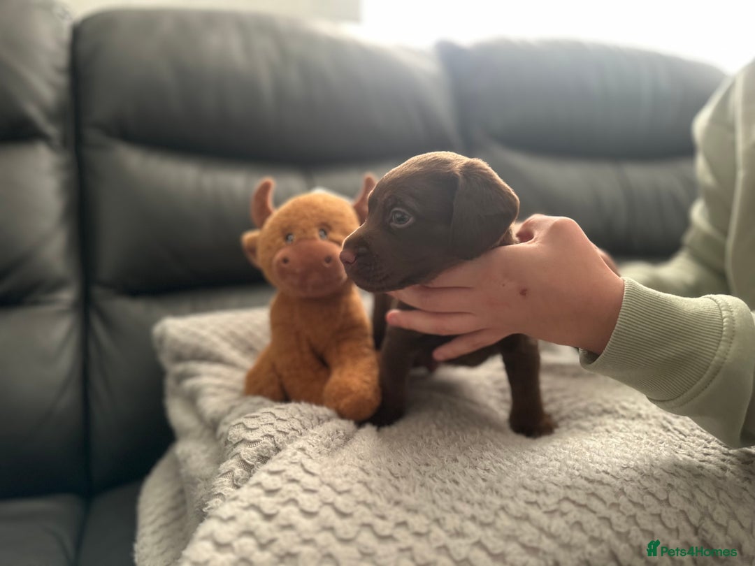 Cocker Spaniel dogs for sale: Male cocker spaniel pup - Advert 3