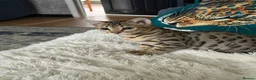 Bengal cats for sale: Stunning beautiful bengal kittens  - Advert 14
