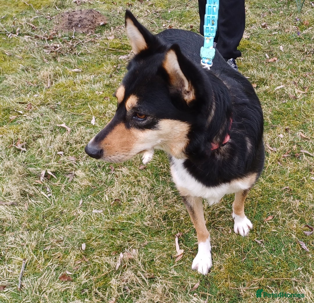 Mixed Breed dogs for adoption: Meet FLORRIE - a Superb Girl, for a Loving Home - Image 14