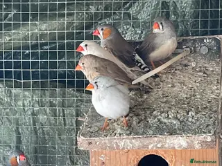Finches birds Zebra Finches - Advert 3