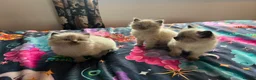 Ragdoll cats for sale: Pure Ragdoll kittens - Advert 5