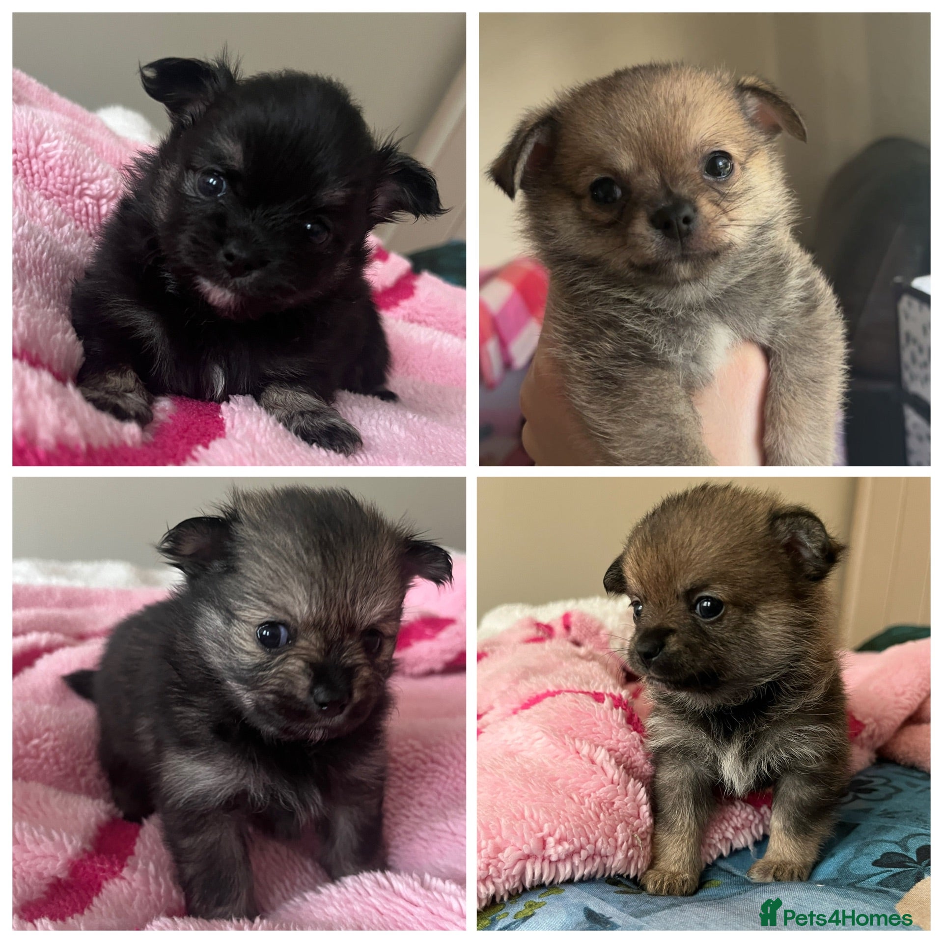 Pomchi dogs Pomchi puppy's **reduced** - Advert 1