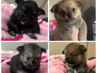 Pomchi dogs Pomchi puppy's **reduced** - Advert 1