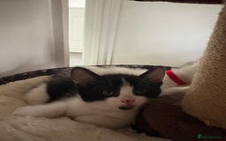 Mixed Breed cats for sale: Beautiful mixed breed kittens - Image 30