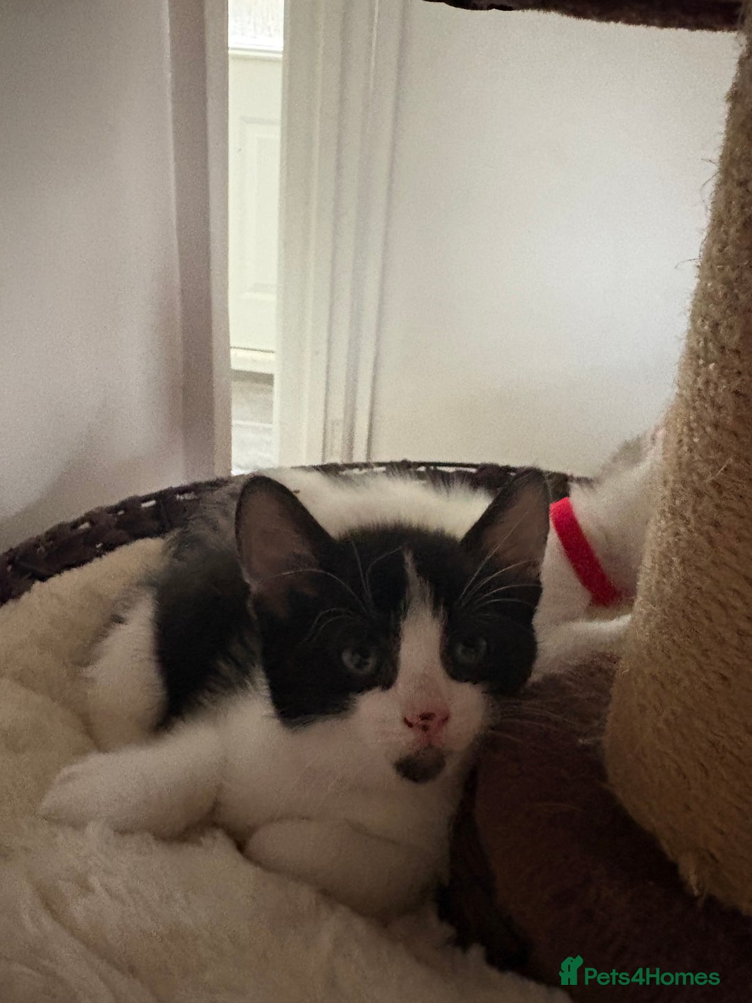Mixed Breed cats for sale: Beautiful mixed breed kittens - Image 30