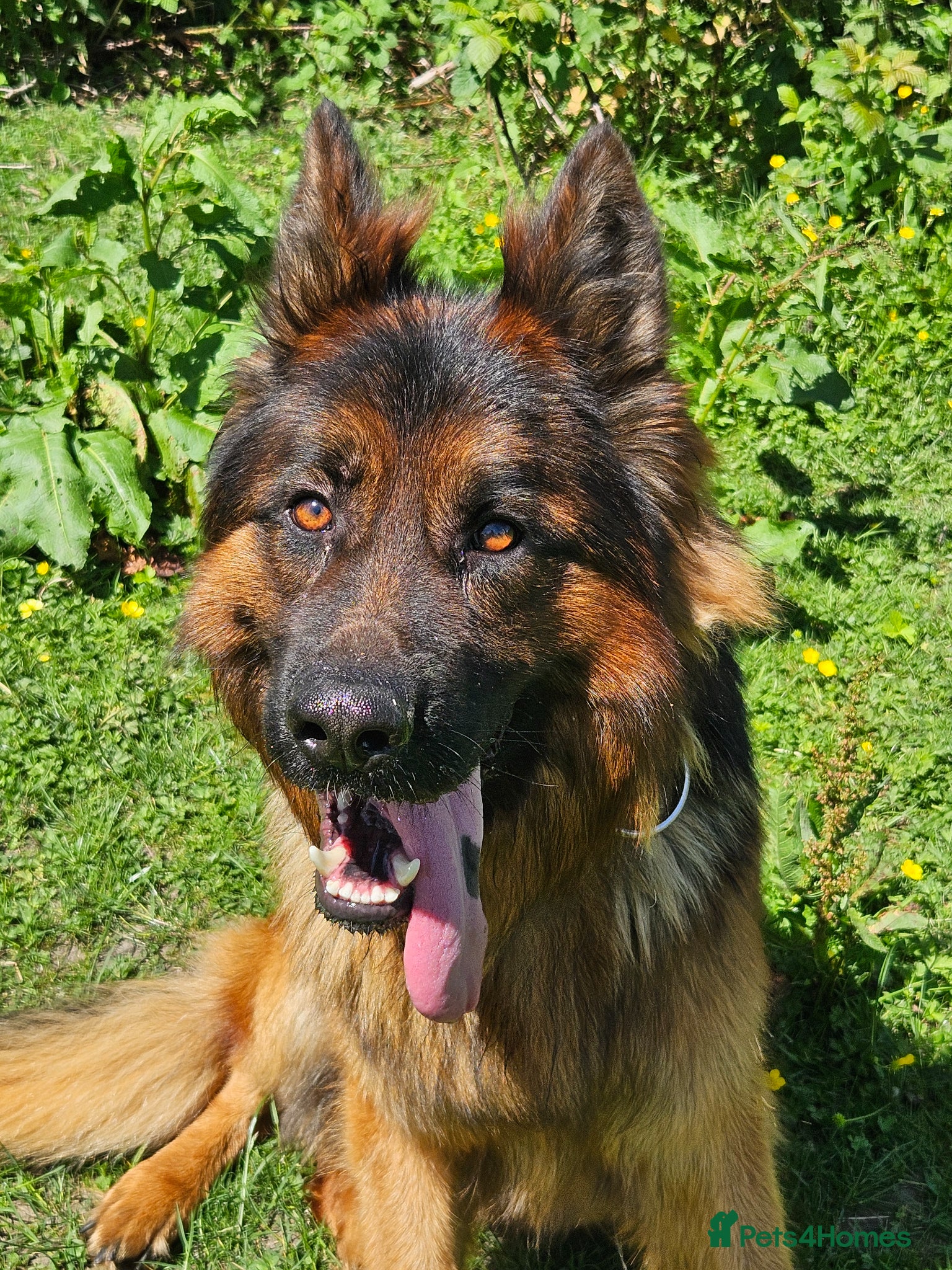 German Shepherd dogs German shepherd for stud - Advert 2