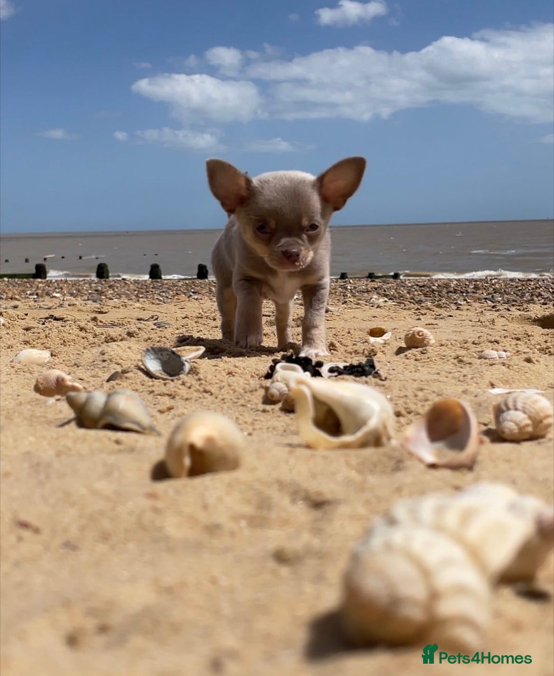 Chihuahua dogs for sale: Chihuahua puppies available on  ** s  - Advert 35